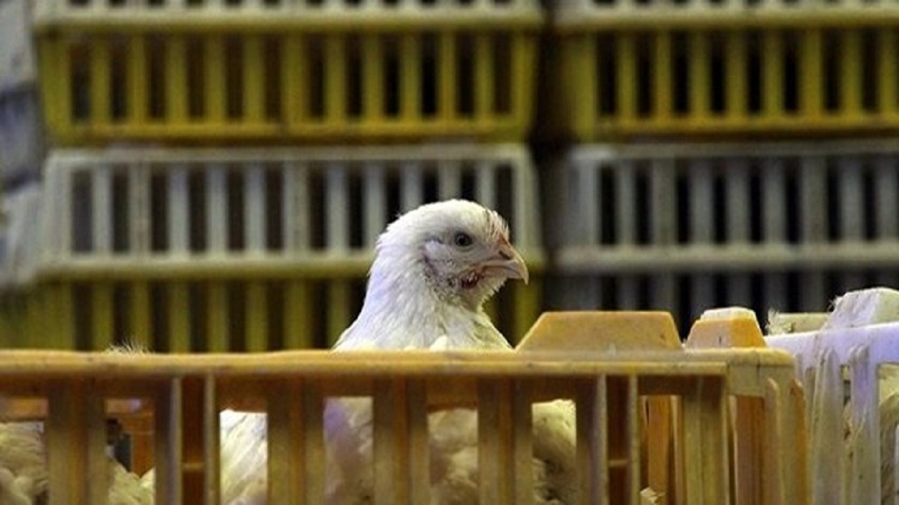 نظارت بهداشتی بر ۱۵ میلیون مرغ زنده در استان بوشهر