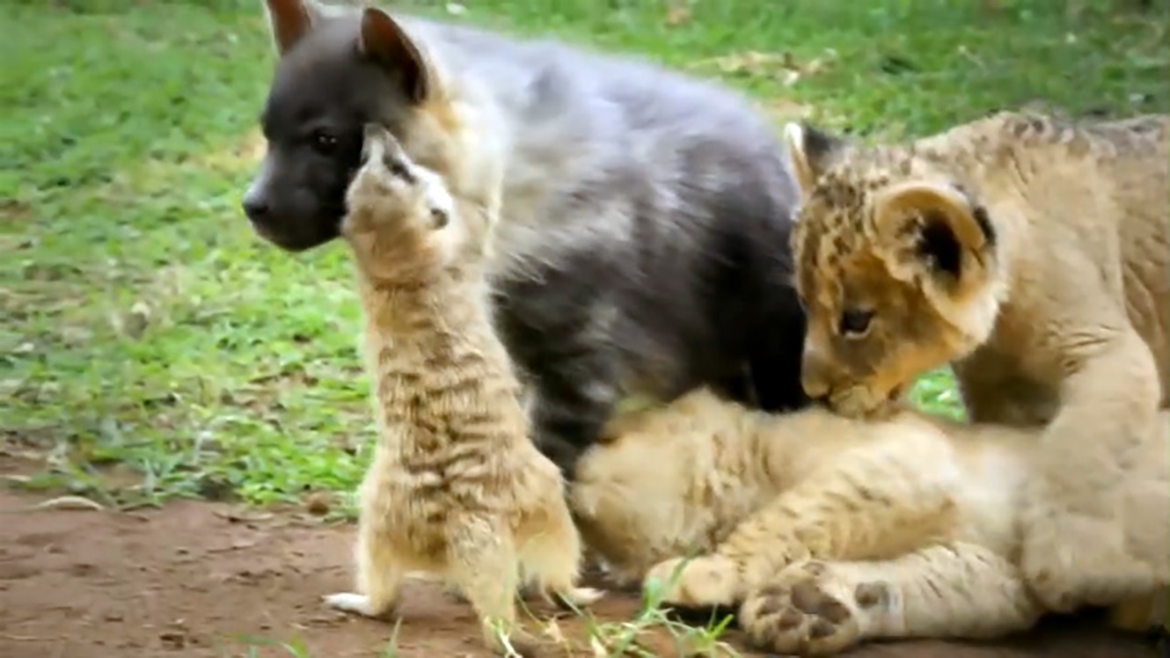 دوستی‌های جالب حیوانات ناهمگون + فیلم