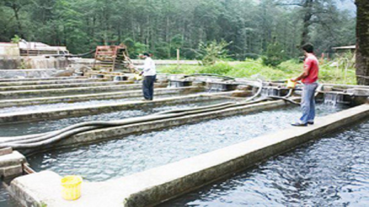 هشدار شیلات بروجرد به پرورش دهندگان ماهی در پی احتمال بارندگی شدید