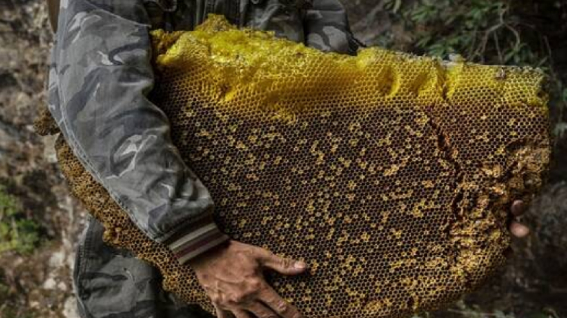 برداشت عسل کوهی از کندوی طبیعی زنبور +  فیلم