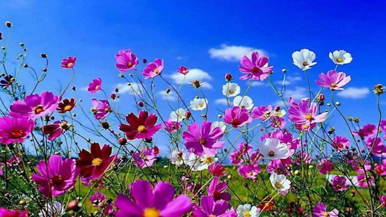 روییدن گل‌ها و شکوفه‌های بهاری در ماسوله فارس + تصاویر