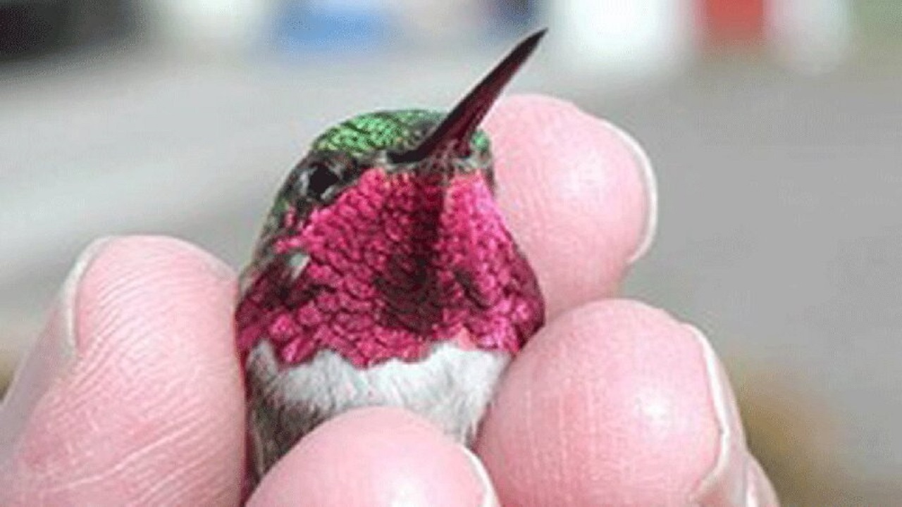 پرنده‌ای شگفت‌انگیز که در یک دقیقه ۶۲ بار رنگ عوض می‌کند! + فیلم