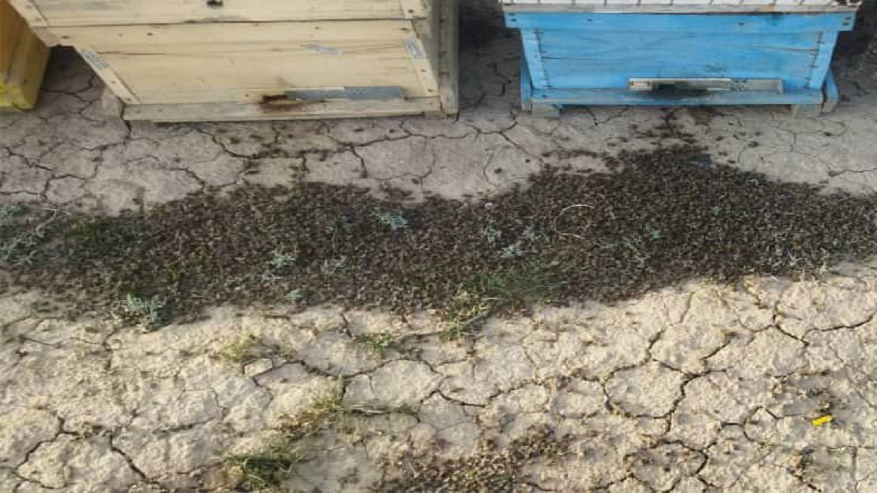 علت بروز تلفات در برخی زنبورستان‌های اسدآباد در دست بررسی است