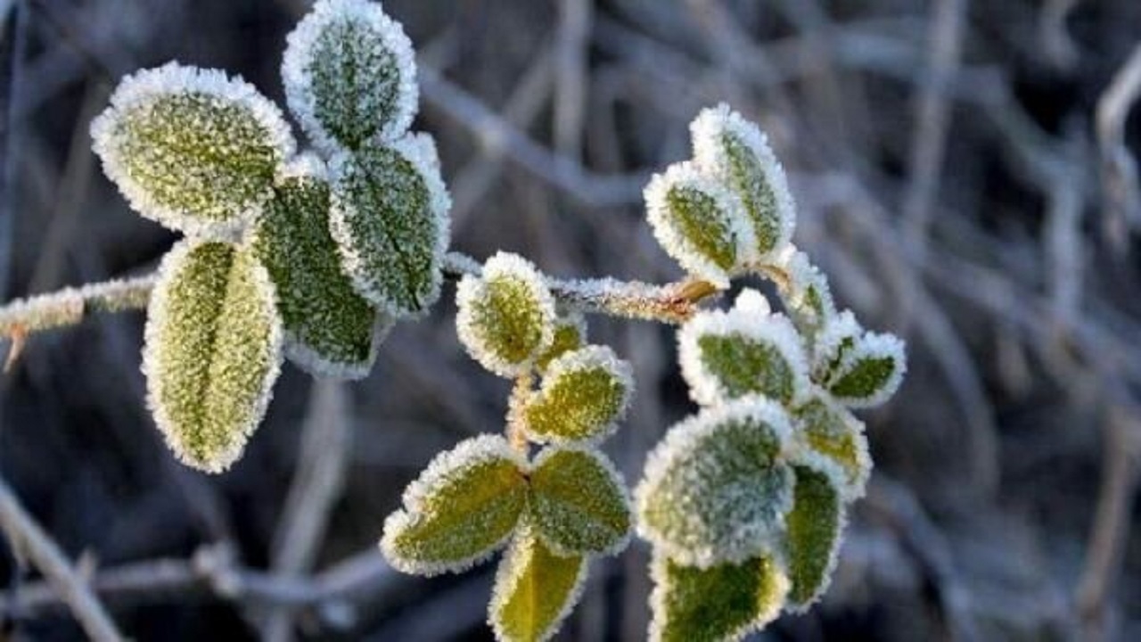 کاهش دما و سرمازدگی در کمین محصولات کشاورزی استان همدان