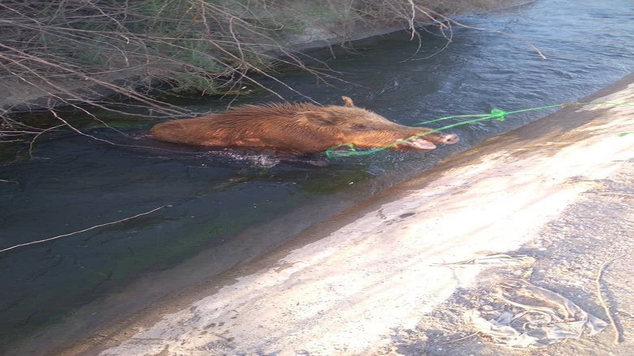 نجات گراز وحشی گرفتار در کانال آب