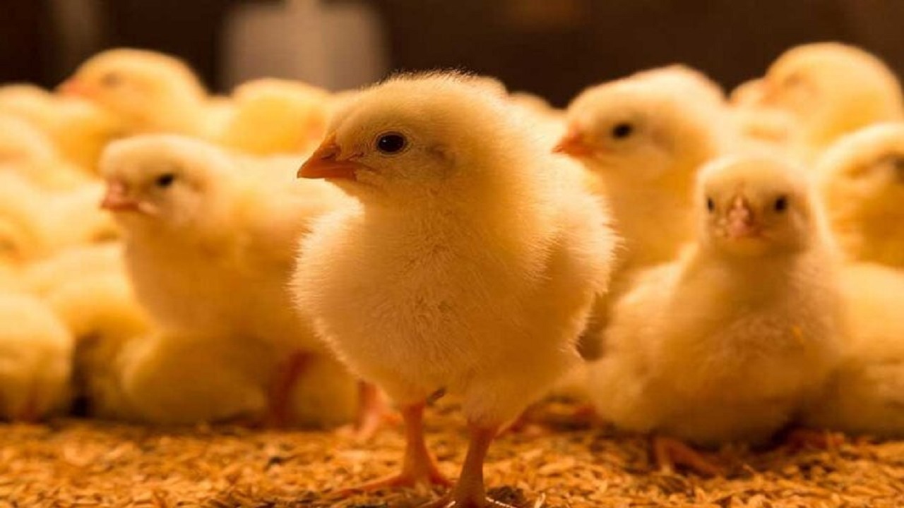 بازگشت ۳۵ واحد تولیدی مرغ گوشتی به چرخه تولید