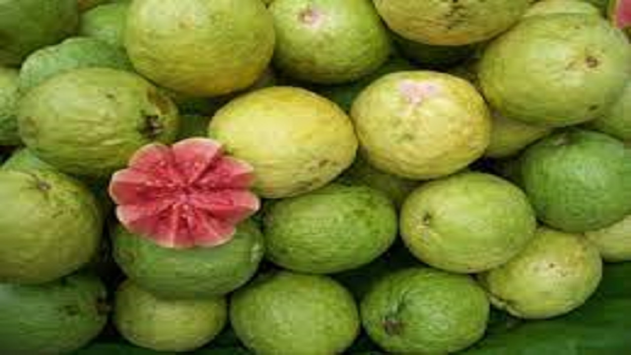 ۲ هزار و ۳۰۰ تن میوه گرمسیری گواوا در سیستان و بلوچستان برداشت شد