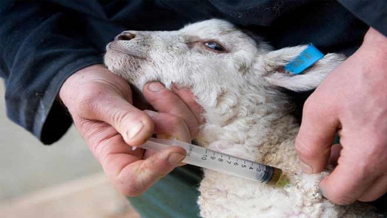 اجرای طرح واکسیناسیون دام‌های گلستان علیه تب برفکی