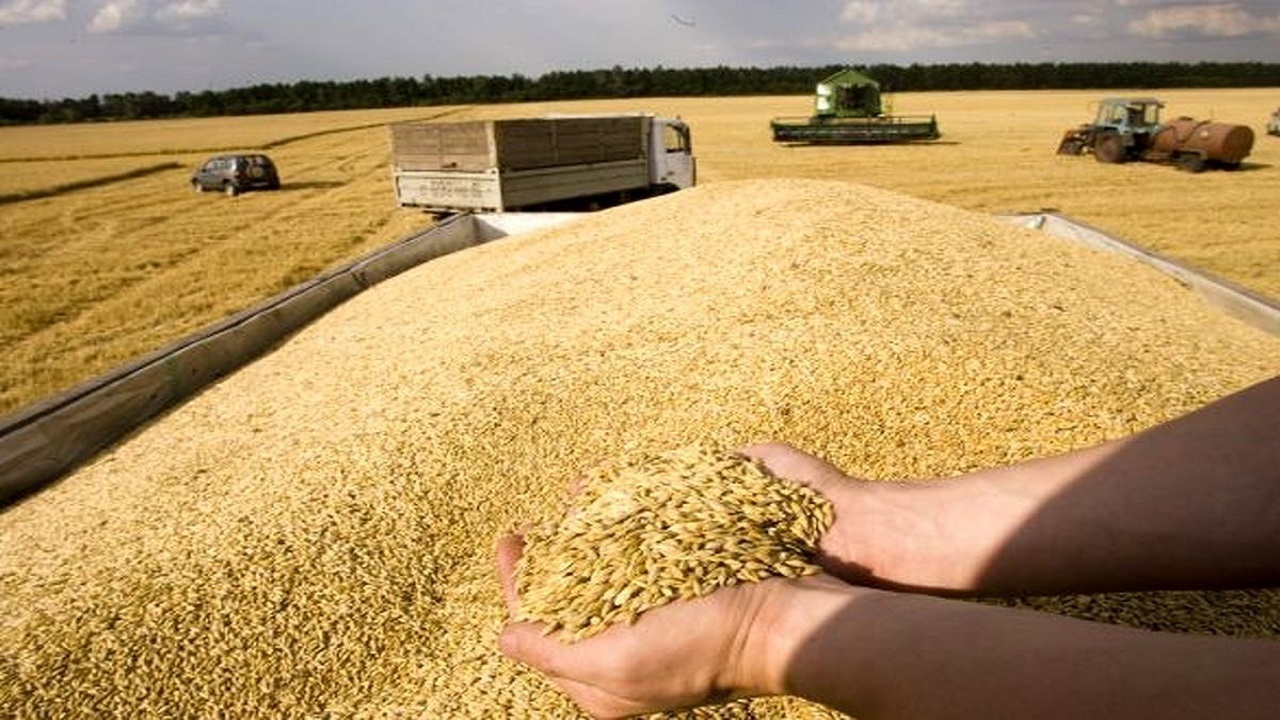 برداشت بیش از ۷ هزار تن گندم در سربیشه