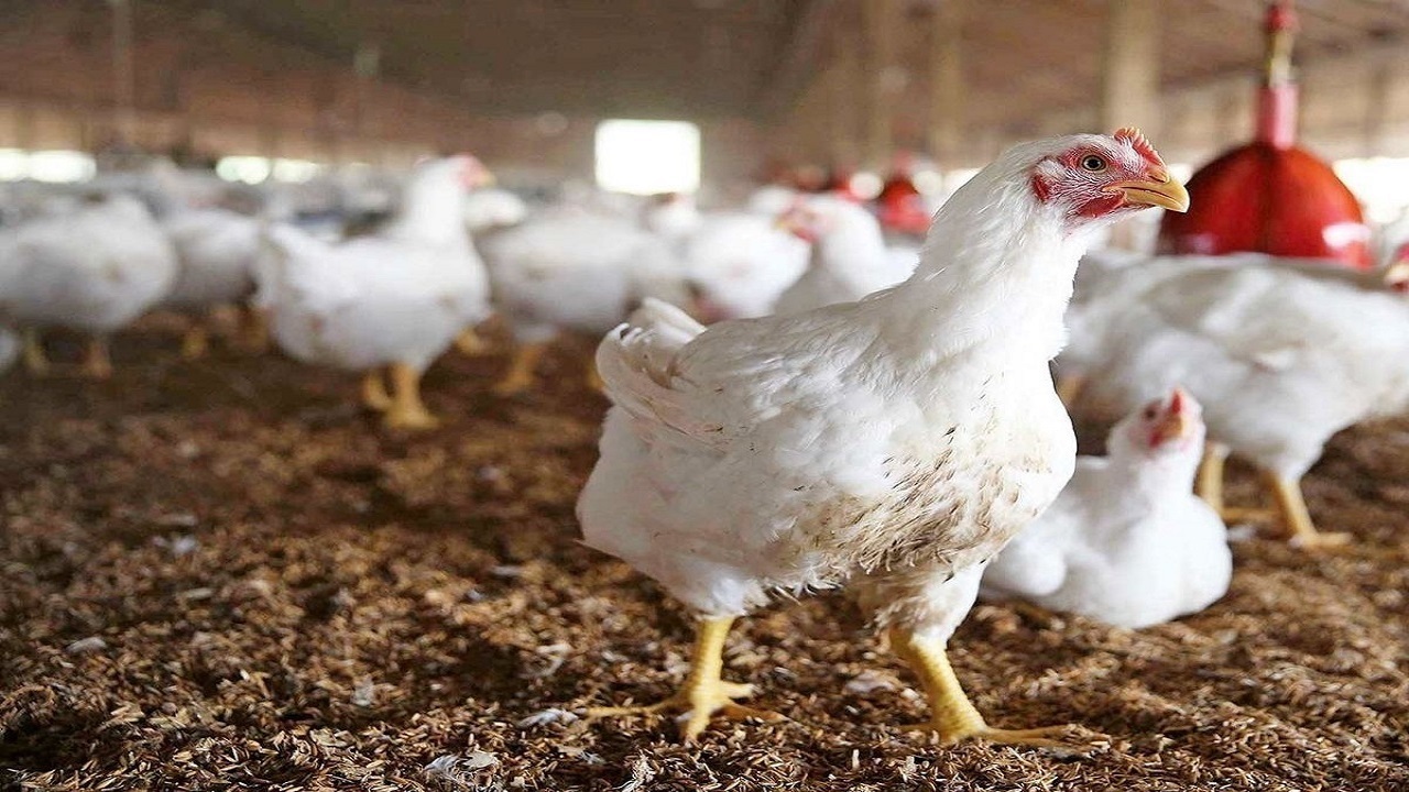 کشف مرغ زنده خارج از شبکه توزیع در رومشکان