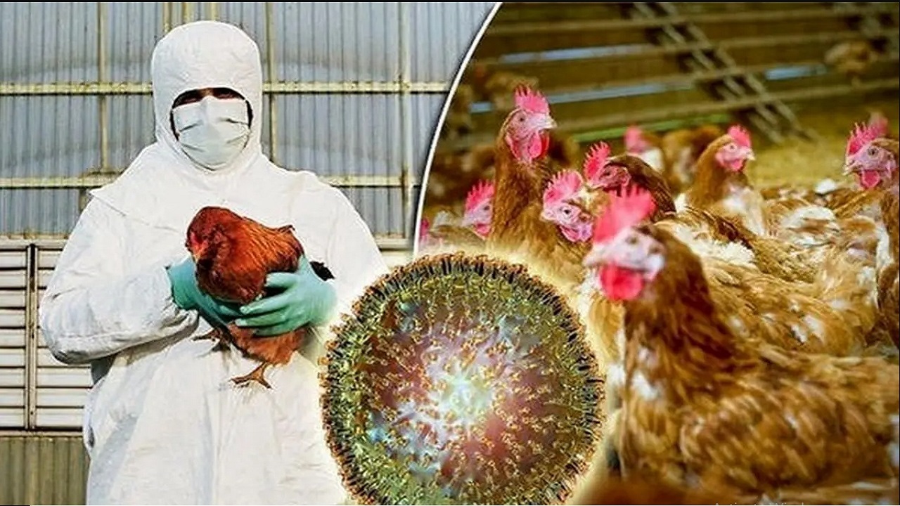 هشدار دامپزشکی آذربایجان غربی در مورد آنفلوآنزای فوق حاد پرندگان