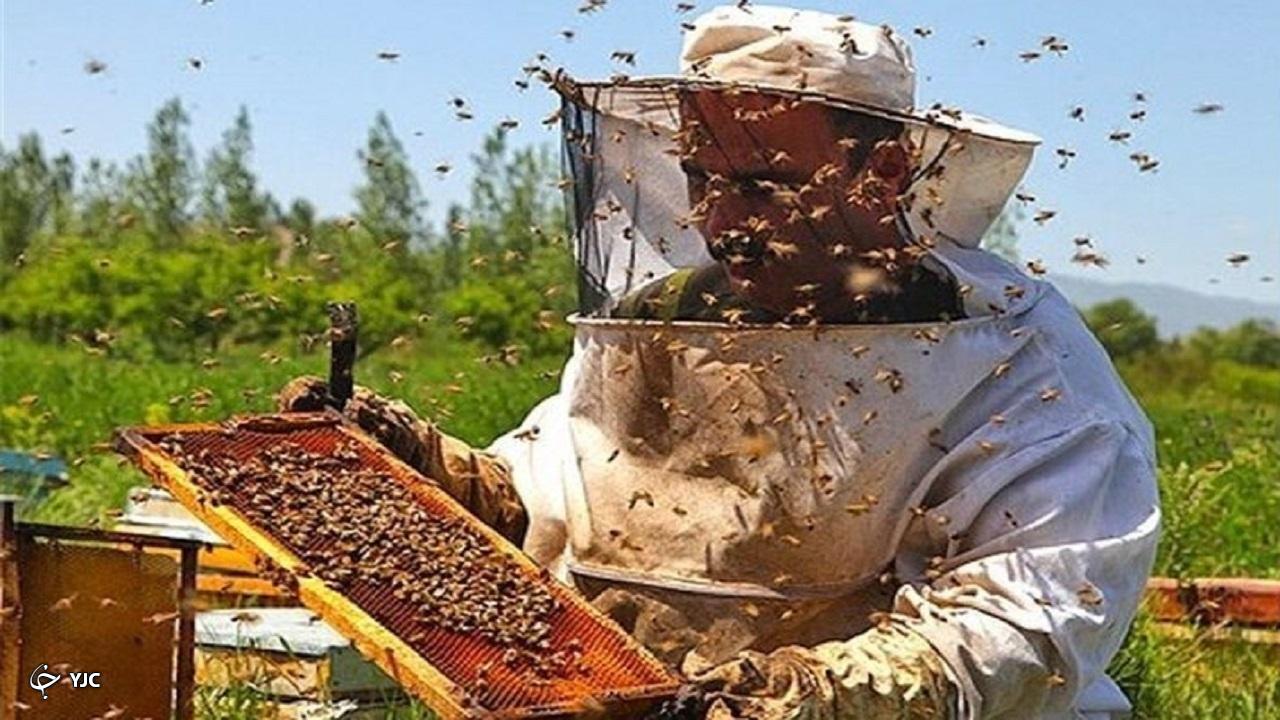 امسال حدود ۲۶ هزار تن عسل در آذربایجان‌غربی تولید شد