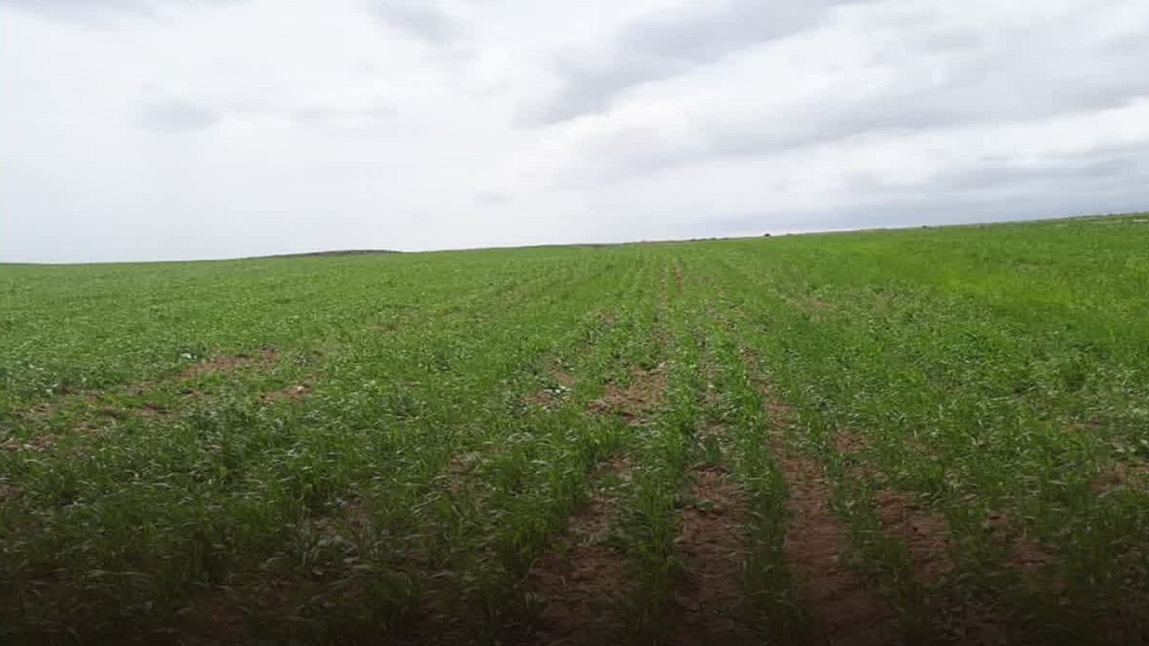  انعقاد ۴۸۲ قرارداد با کشاورزان استان قزوین  