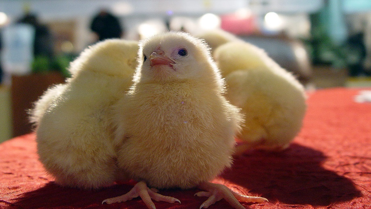 کمتر از ۱۰ درصد جوجه واحد‌های مرغداری وارداتی است