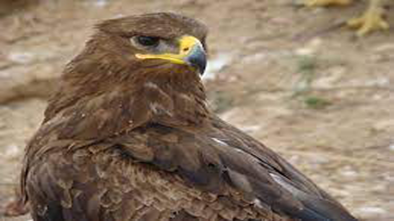 تحویل یک بهله عقاب طلایی به محیط زیست شیروان