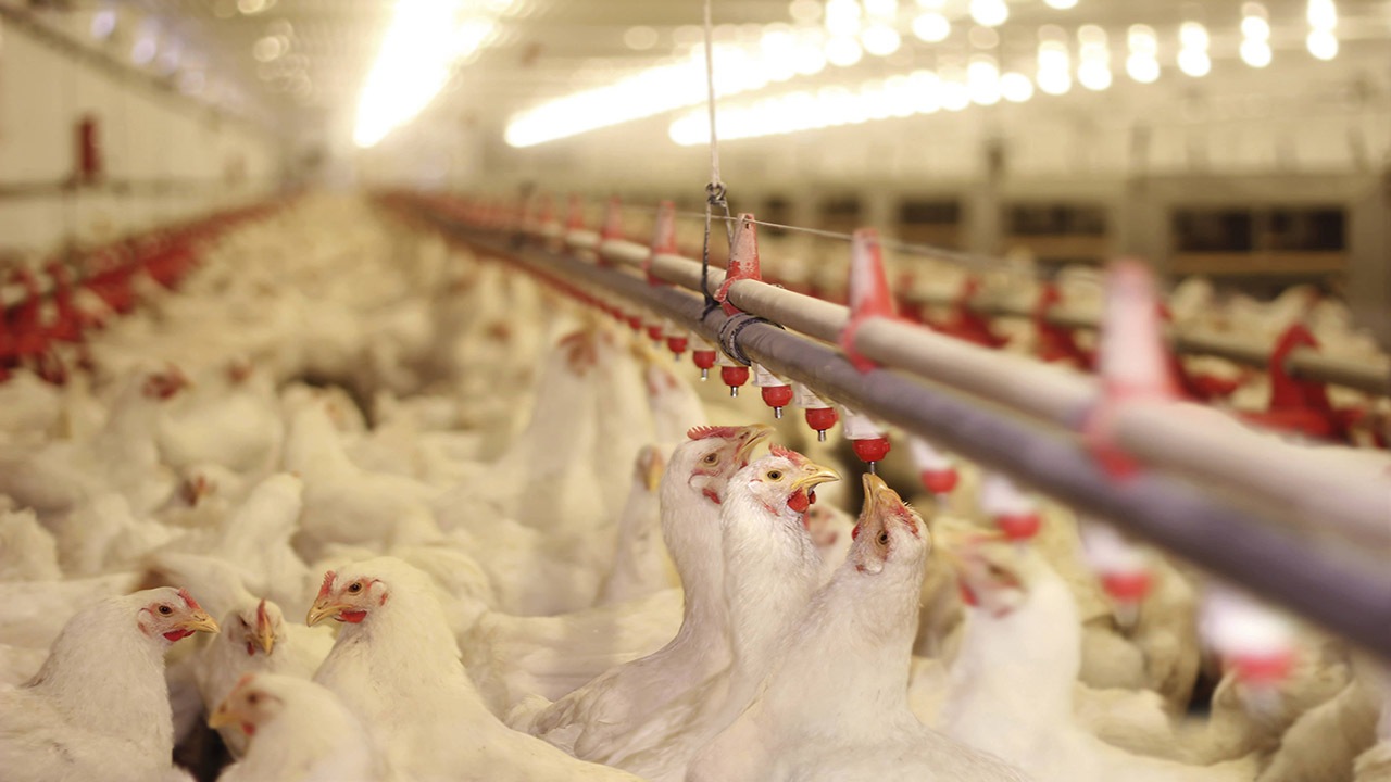 برآورد تولید بیش از یک میلیون و ۶۰۰ هزار کیلو گوشت مرغ در لامرد