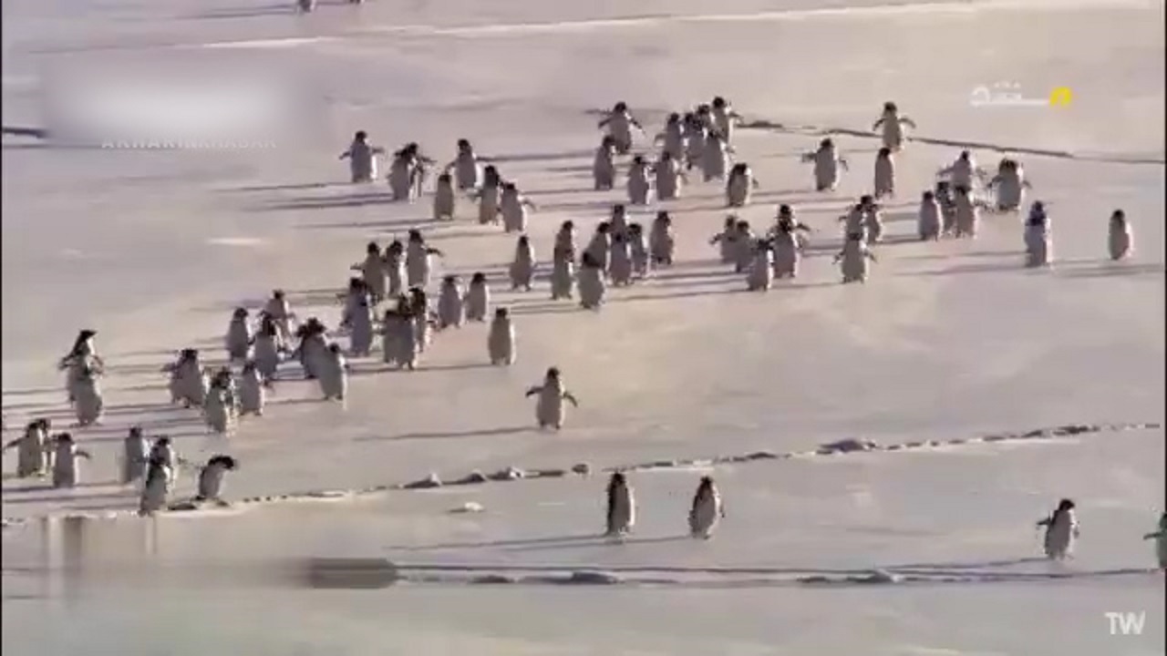 رقابت پنگوئن‌های آدلی در لانه‌سازی + فیلم
