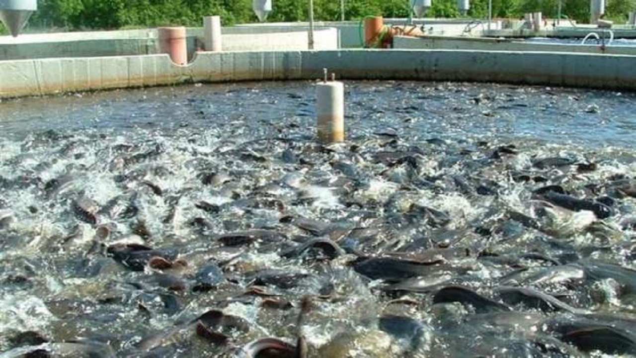 تولید هشت هزار و ۳۹۲ تن ماهی در شهرستان اردل