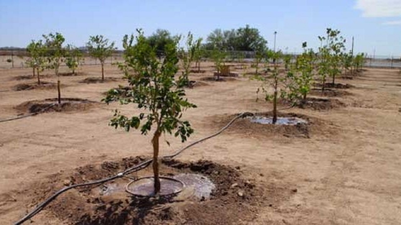 پیش بینی سالانه کاشت نهال در ۷۲ هزار و ۵۰۰ هکتار از اراضی خوزستان