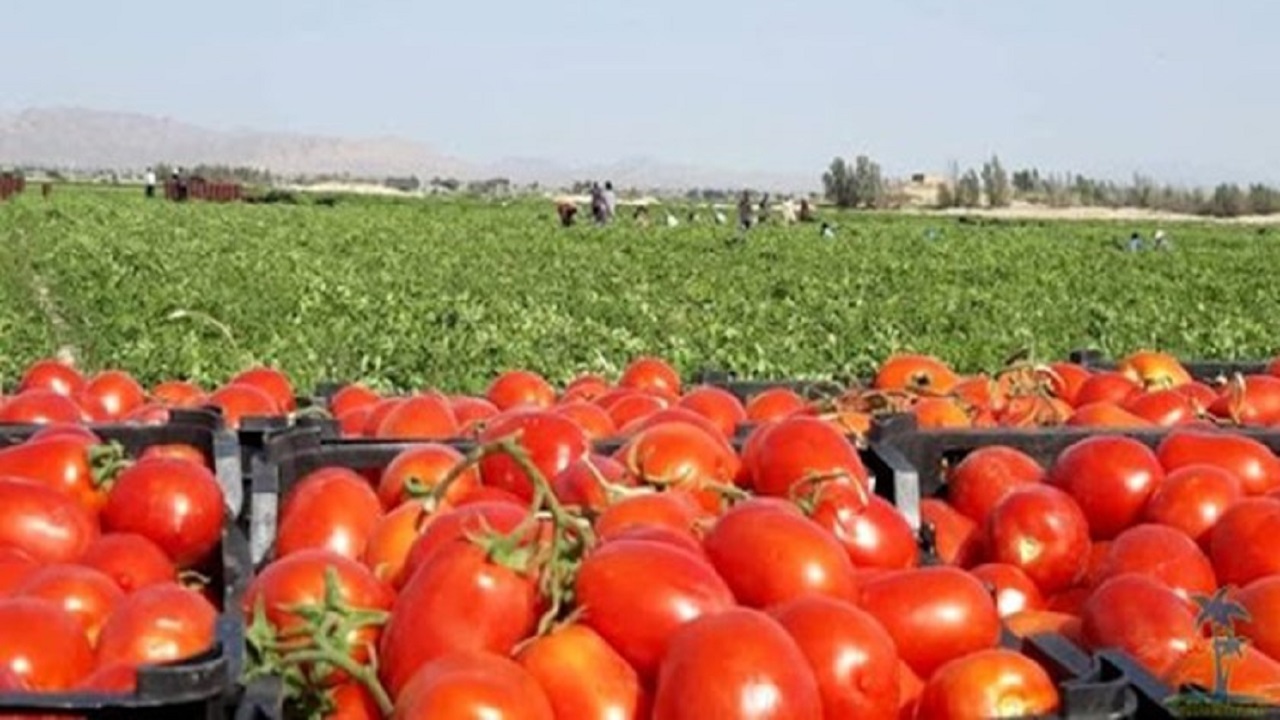 صادرات ۳۵۰ هزار تن محصولات کشاورزی کردستان به خارج از کشور