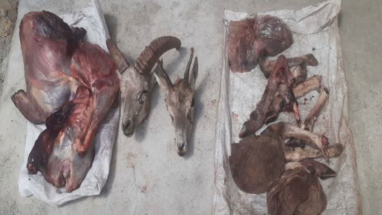 دستگیری شکارچیان قوچ در ساری