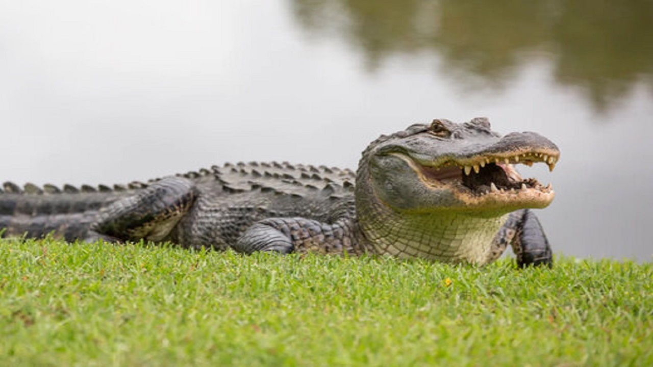 تمساح با جهشی خیره کننده پهپاد را ربود! + فیلم