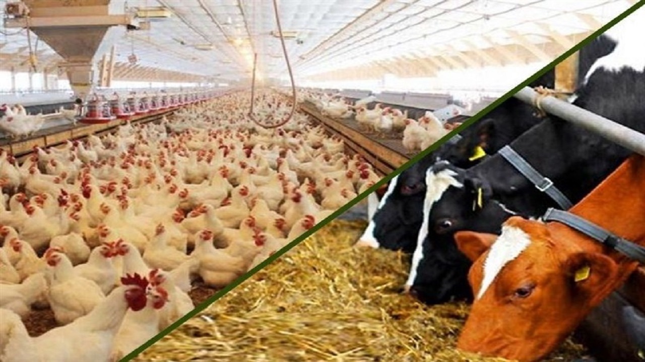 هشدار دامپزشکی گلستان به دامداران و مرغداران گلستان با کاهش دما