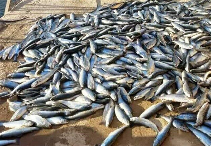 معدوم شدن بیش از هزار و ۵۰۰ کیلوگرم ماهی منجمد غیربهداشتی در شازند