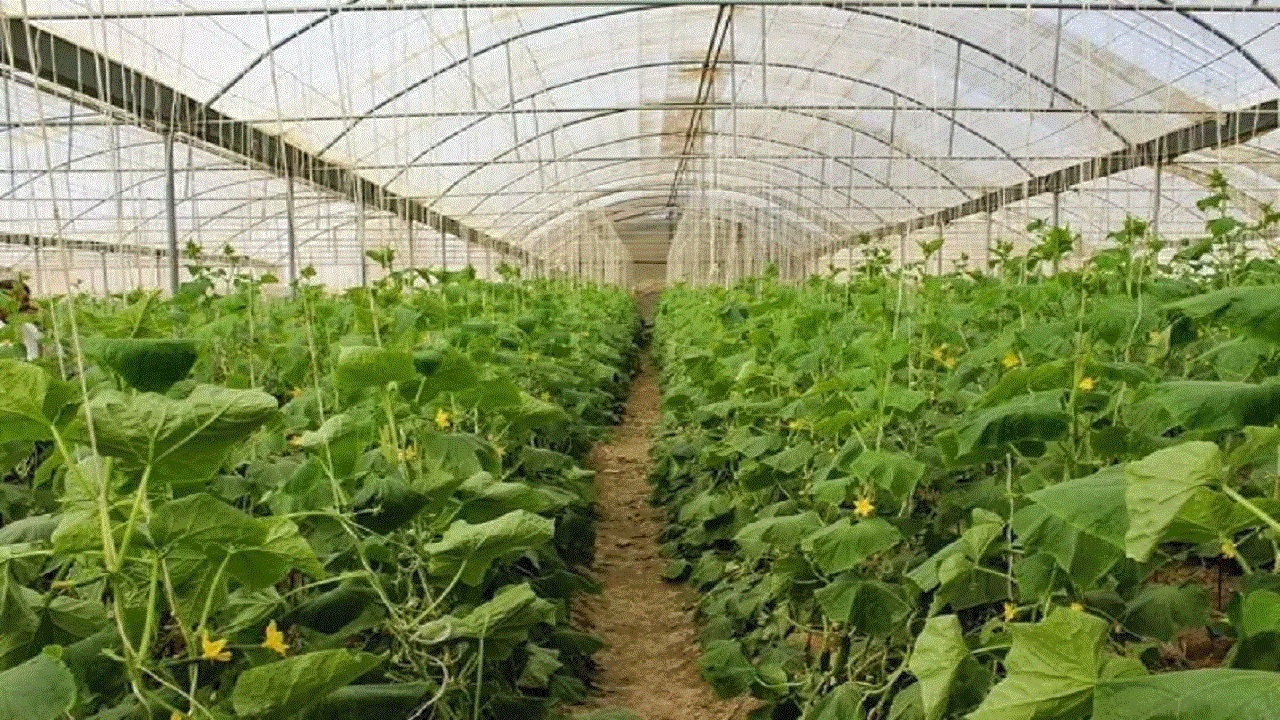 تولید محصولات گلخانه‌ای در ۱۸۰ واحد گلخانه استان قزوین