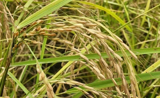 رکود بازار برنج در گیلان تا کی ادامه دارد؟