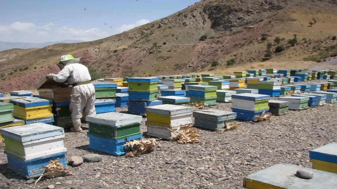 تولید بیش از ۵۳ تن عسل از زنبورستان‌های شهرستان البرز