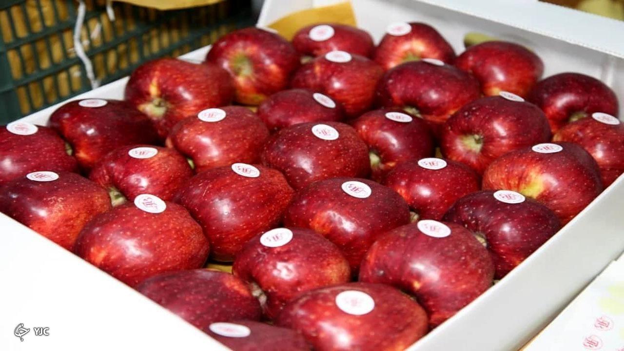 روند کند صادرات سیب در مهاباد