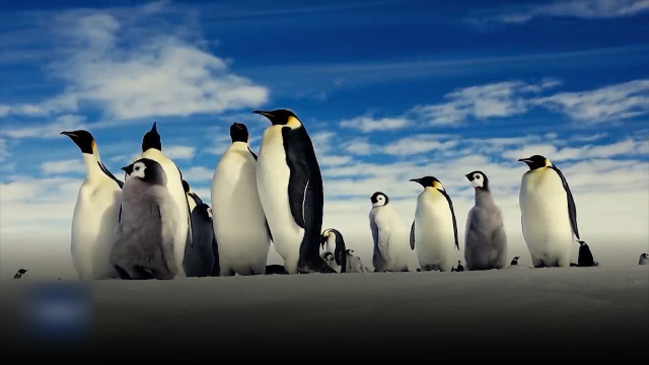 کشف ۴ قلمروی جدید از پنگوئن‌های امپراتور + فیلم