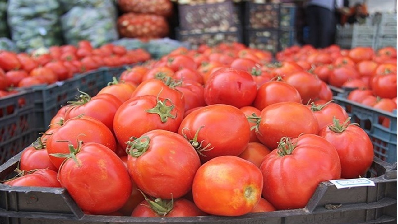 عوارض صادراتی گوجه فرنگی حذف می‌شود