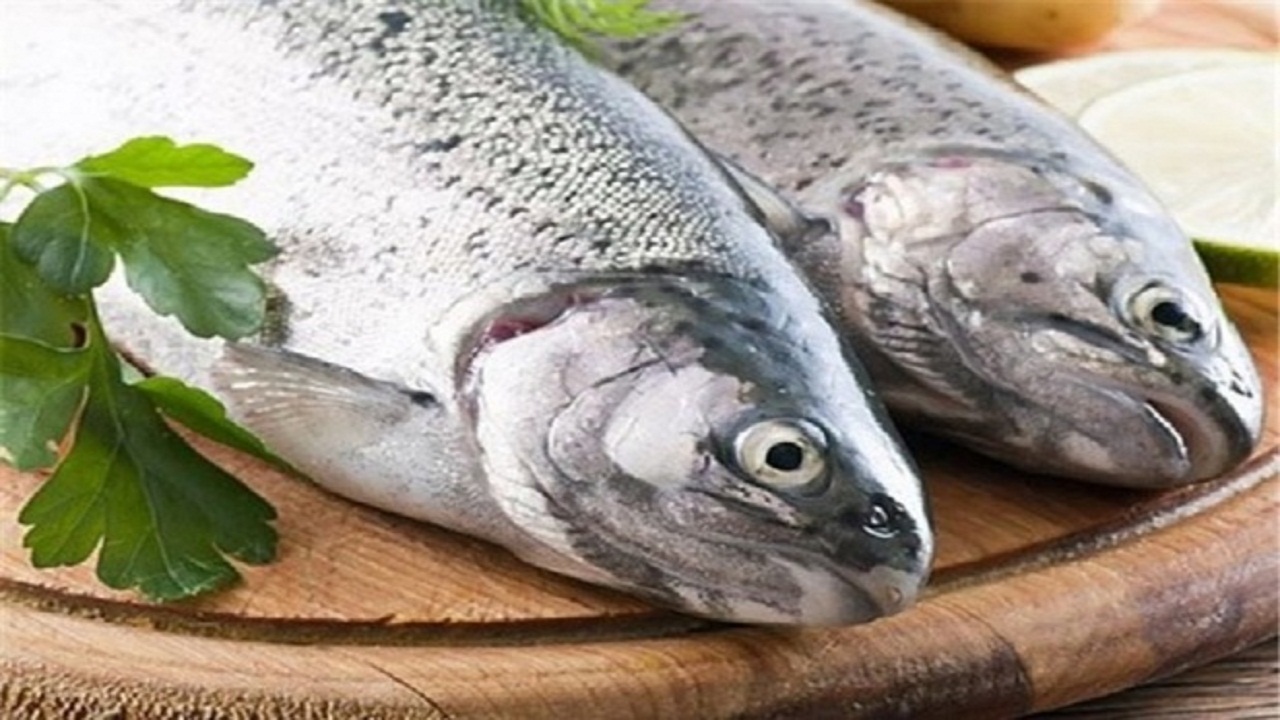 مصرف ماهی در سمنان یک‌چهارم سرانه جهانی است