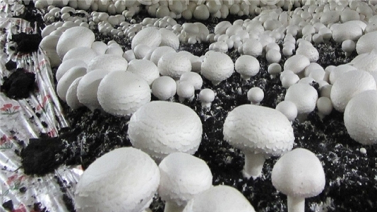 تولید قارچ به بیش از ۲۲۰ هزارتن می رسد