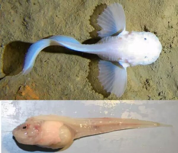 حلزون ماهی (Pseudoliparis swirei)