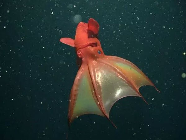 ماهی مرکب خون‌آشام (Vampyroteuthis infernalis)