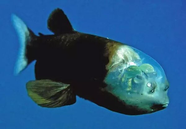 ماهی چشم خمره‌ای (Macropinna)
