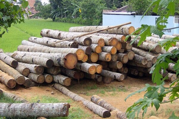اجرای طرح زراعت چوب در ۴۵۰ هزار هکتار از اراضی کشور