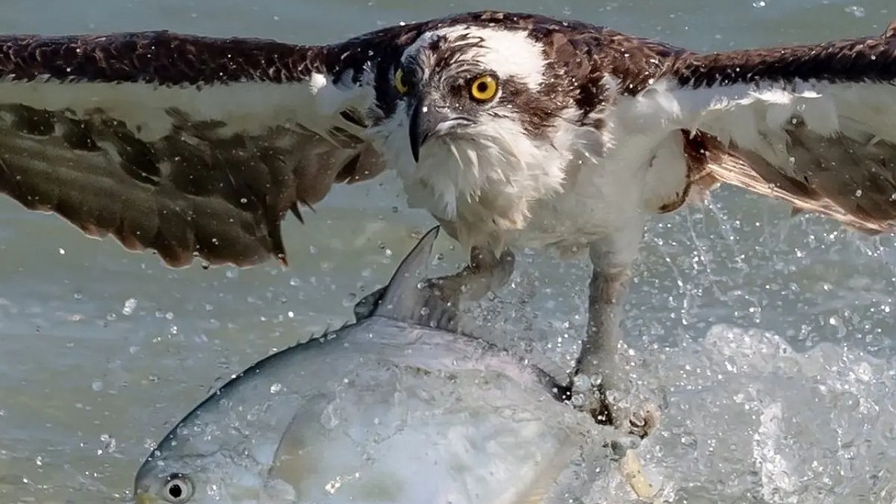 زیرکی عقاب در قاپیدن ماهی ماهیگیر+ فیلم