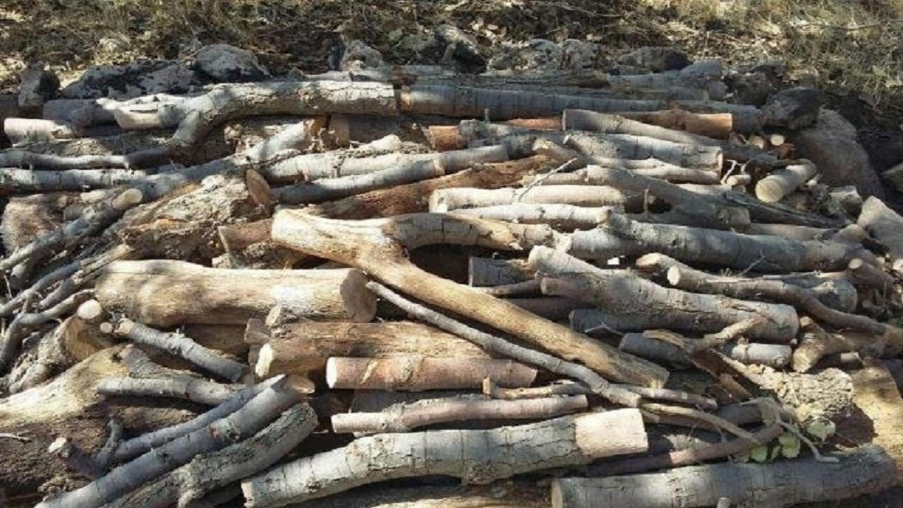 کشف محموله چوب تاغ قاچاق در دامغان