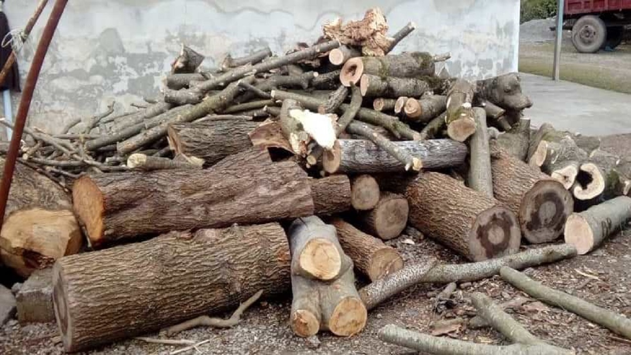 کشف ۳۷ تن چوب قاچاق در لاهیجان