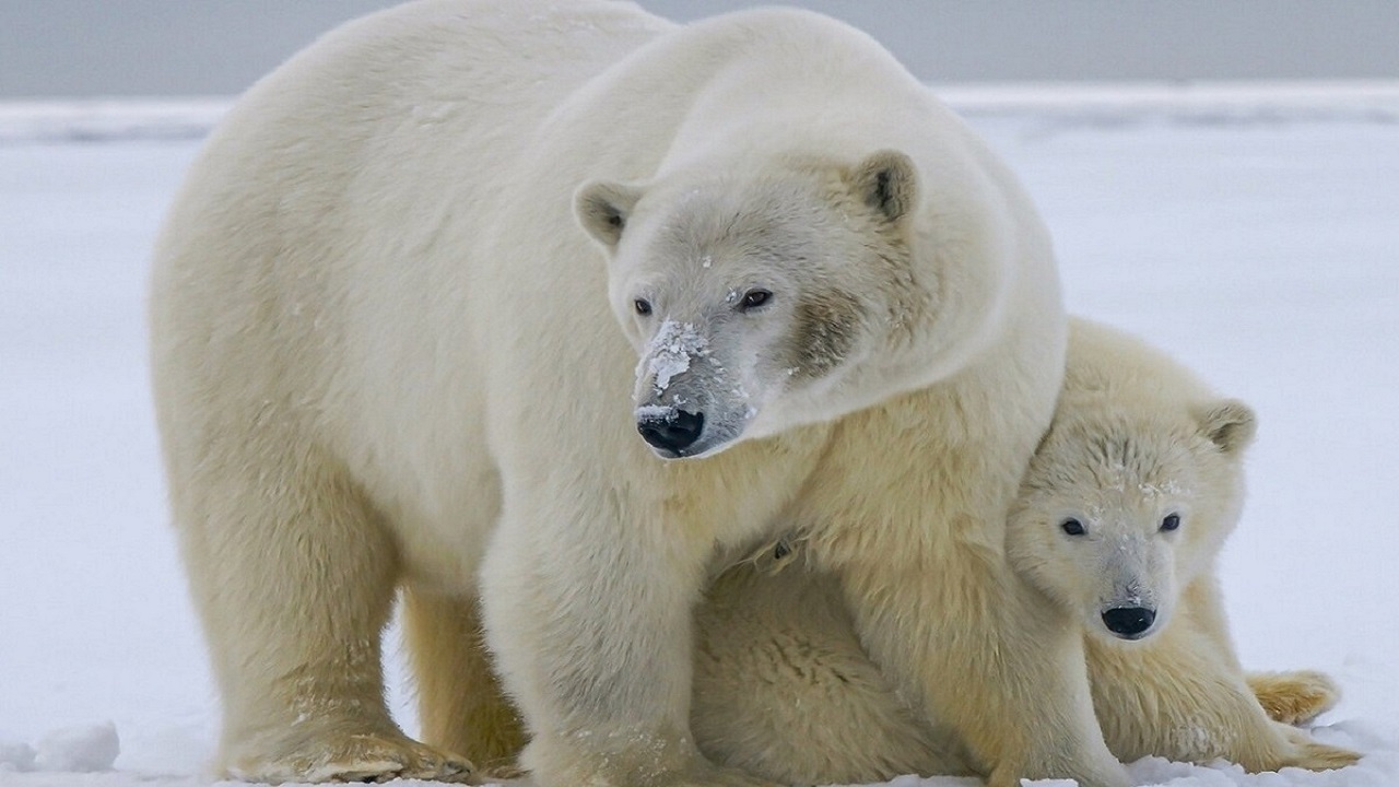 خرس‌های قطبی در معرض خطر گرسنگی هستند + فیلم