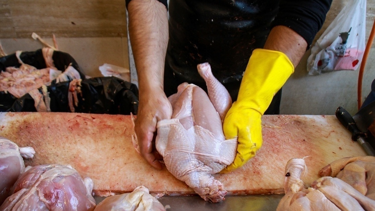 صادرات مرغ؛ راهی برای پایداری تولید