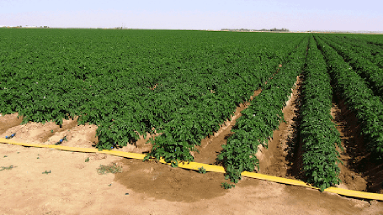 کشت سیب زمینی در بیش از ۵۰ هکتار اراضی بردسیر