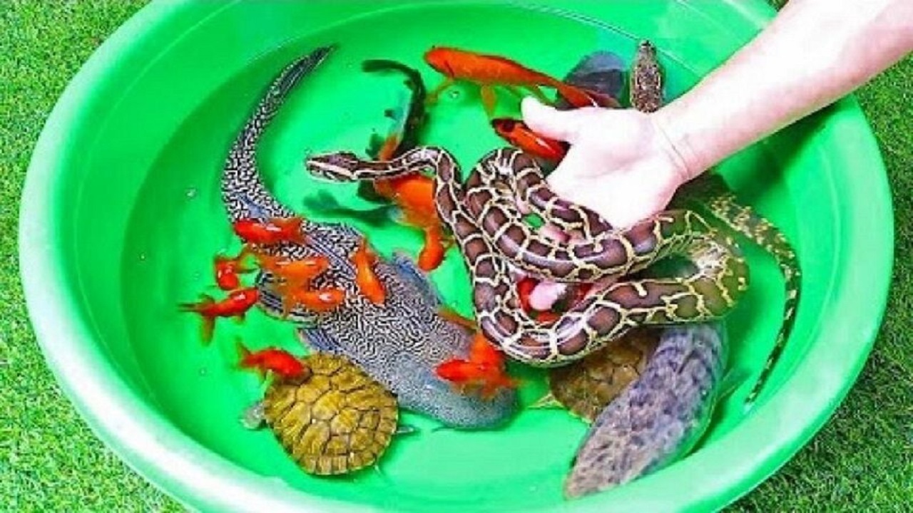 خرید و فروش «سمندر، مار و لاک‌پشت» ممنوع است