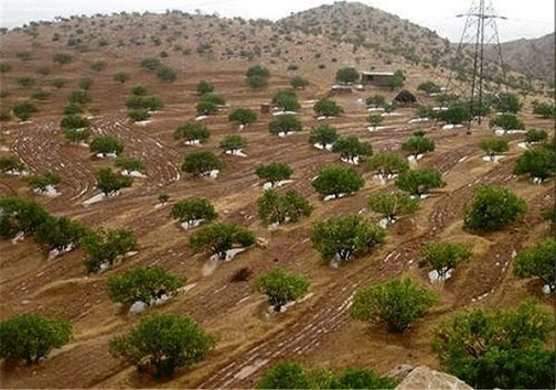 ایجاد جنگل‌های مصنوعی وسیع با کاشت سالانه ۸۰ میلیون نهال در خوزستان