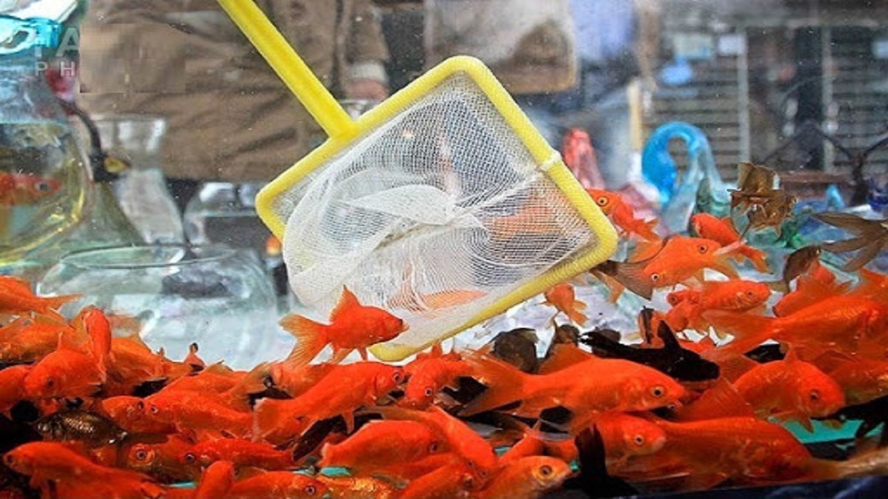 ماهی قرمز خرید یا خیر؟! + فیلم