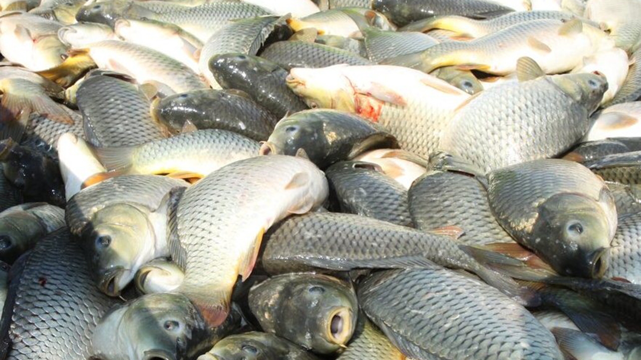 صید ۱۳۰ تن انواع ماهی استخوانی از خزر